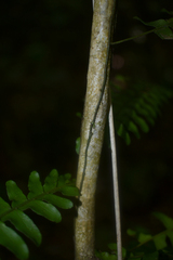 Arthropteris palisotii