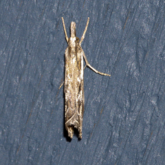 Catoptria oregonicus