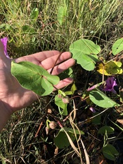 Ipomoea asarifolia