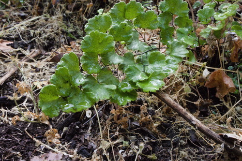 Adiantum sulphureum, photograph 3
