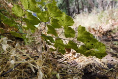 Adiantum sulphureum, photograph ivesklein, CC BY, iNaturalist via GBIF