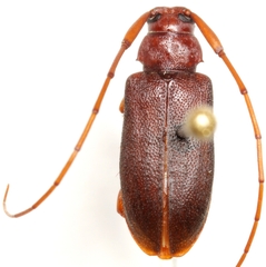Valenus inornatus