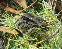 Leptodactylus mystacinus