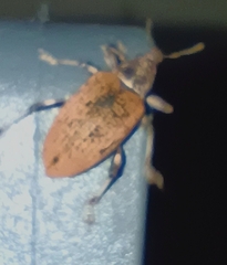 Curculionidae