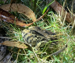 Leptodactylus mystacinus