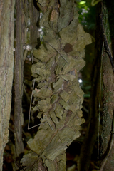 Cardiopteris moluccana