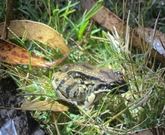 Leptodactylus mystacinus