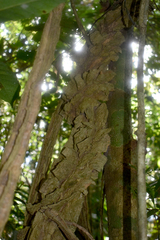 Cardiopteris moluccana