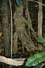 Cardiopteris moluccana