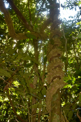 Cardiopteris moluccana