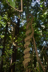 Cardiopteris moluccana