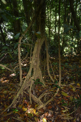 Cardiopteris moluccana