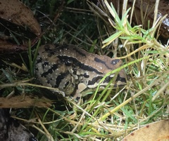 Leptodactylus mystacinus