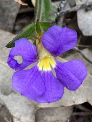 Scaevola calliptera