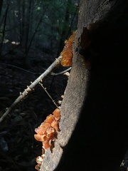 Phaeotremella