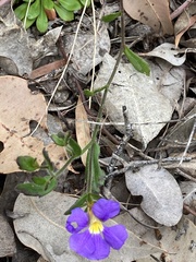 Scaevola calliptera