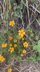 Tagetes lunulata