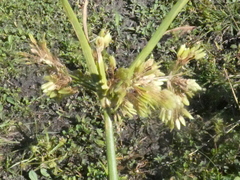 Cyperus virens