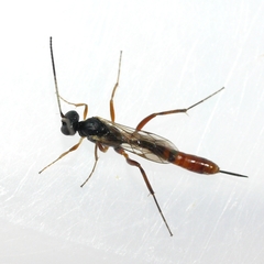 Cymodusa distincta