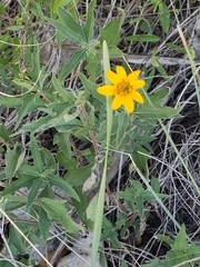 Wedelia acapulcensis