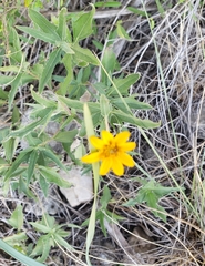 Wedelia acapulcensis