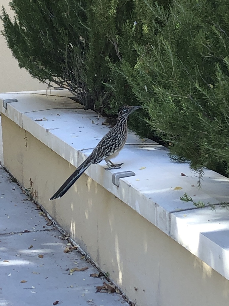 Greater Roadrunner From The University Of New Mexico Albuquerque Nm