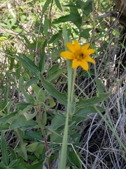 Wedelia acapulcensis