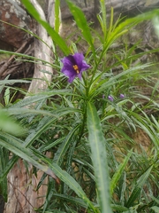 Solanum vescum