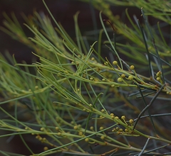 Acacia rigens