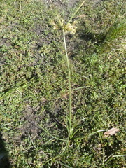 Cyperus virens