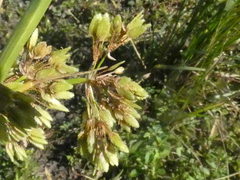 Cyperus virens