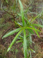 Solanum vescum