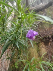 Solanum vescum
