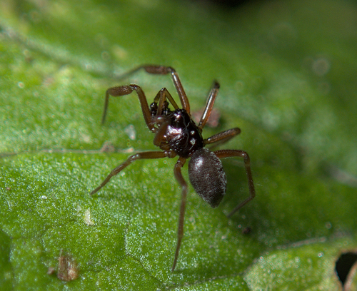 Representative image of Dicymbium