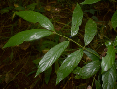 Lasianthus chlorocarpus