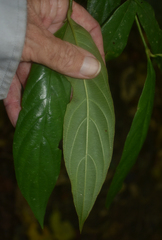 Lasianthus chlorocarpus