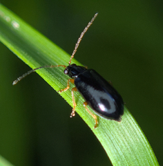 Luperus longicornis