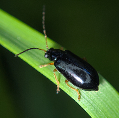 Luperus longicornis