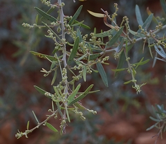 Acacia victoriae