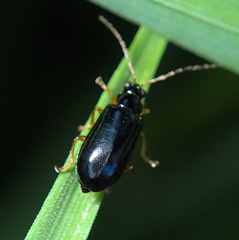 Luperus longicornis
