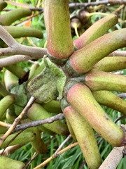 Eucalyptus conferruminata