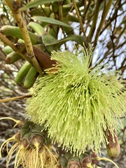 Eucalyptus conferruminata