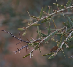 Acacia victoriae