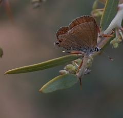 Nacaduba biocellata