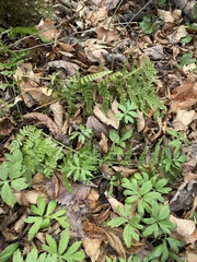 Dryopteris carthusiana