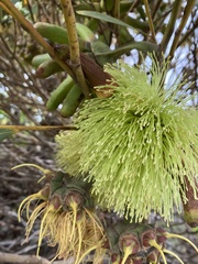 Eucalyptus conferruminata