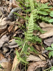 Dryopteris carthusiana