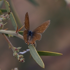 Nacaduba biocellata