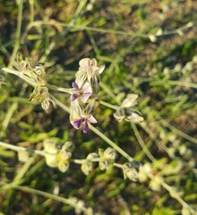 Pediomelum digitatum