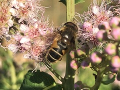 Eristalis